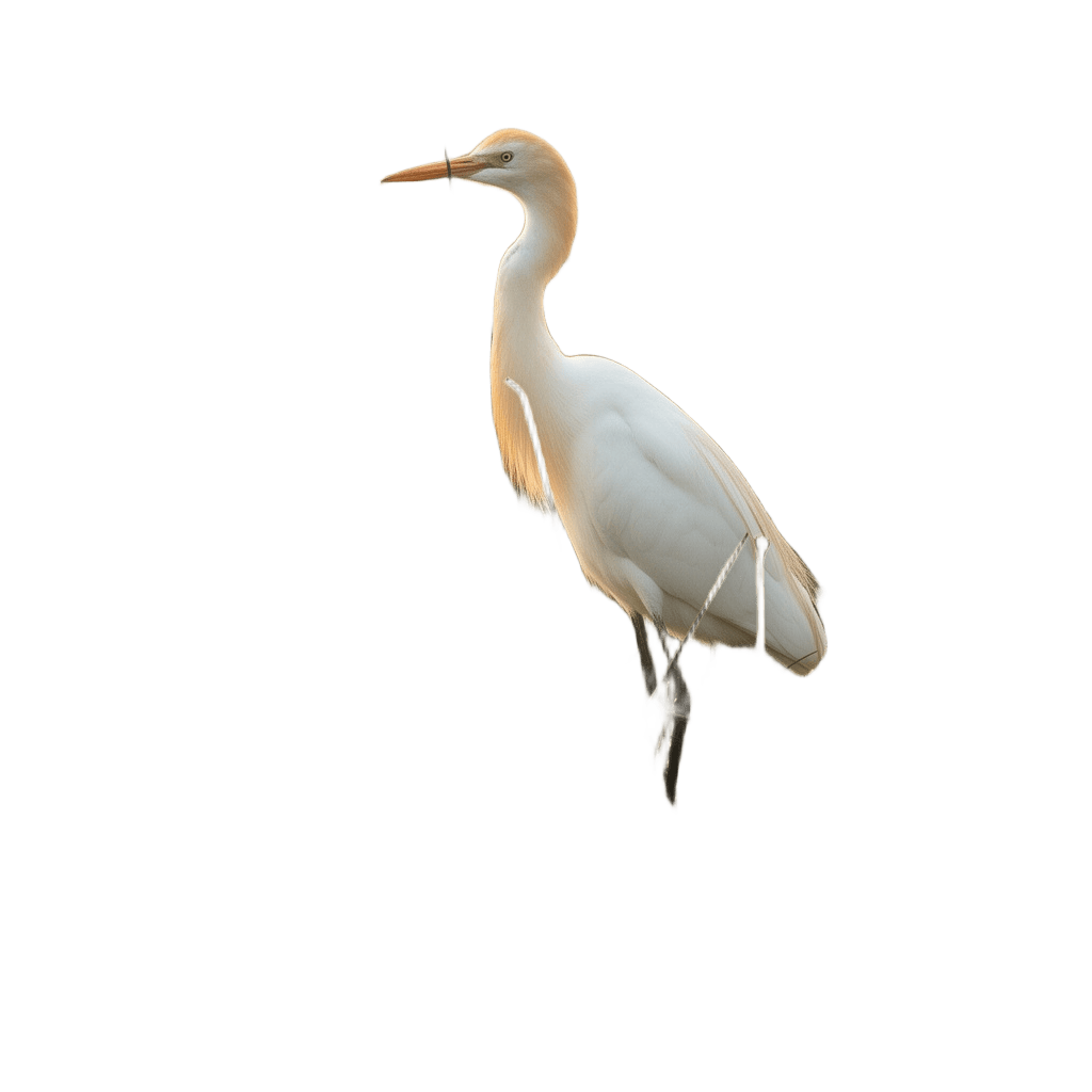 Ivory Heron Reed Marsh