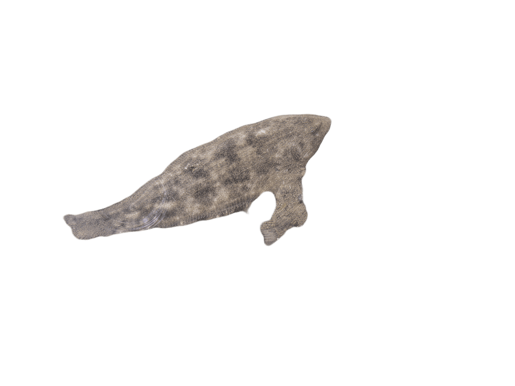 Pebble-Strewn Riverbank Flatfish