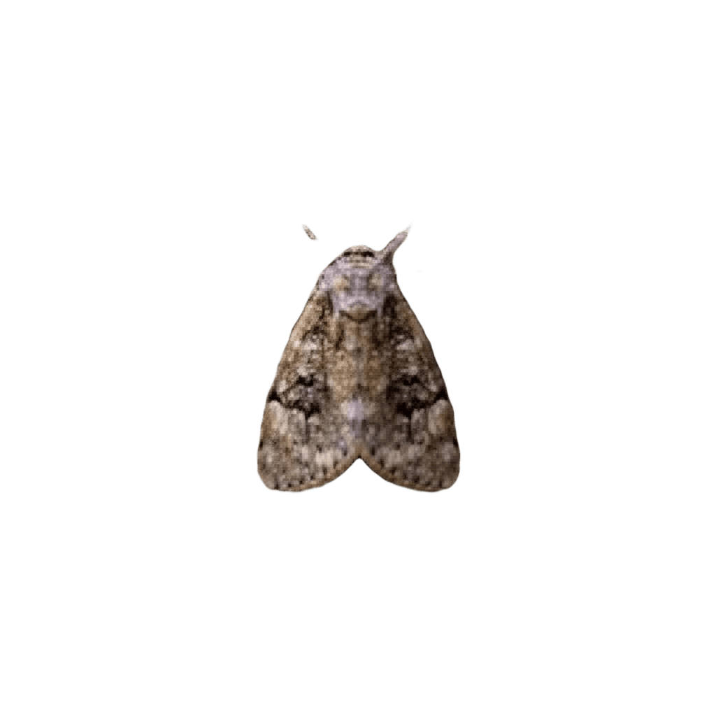 Pixelated Forest Moth Cleanup