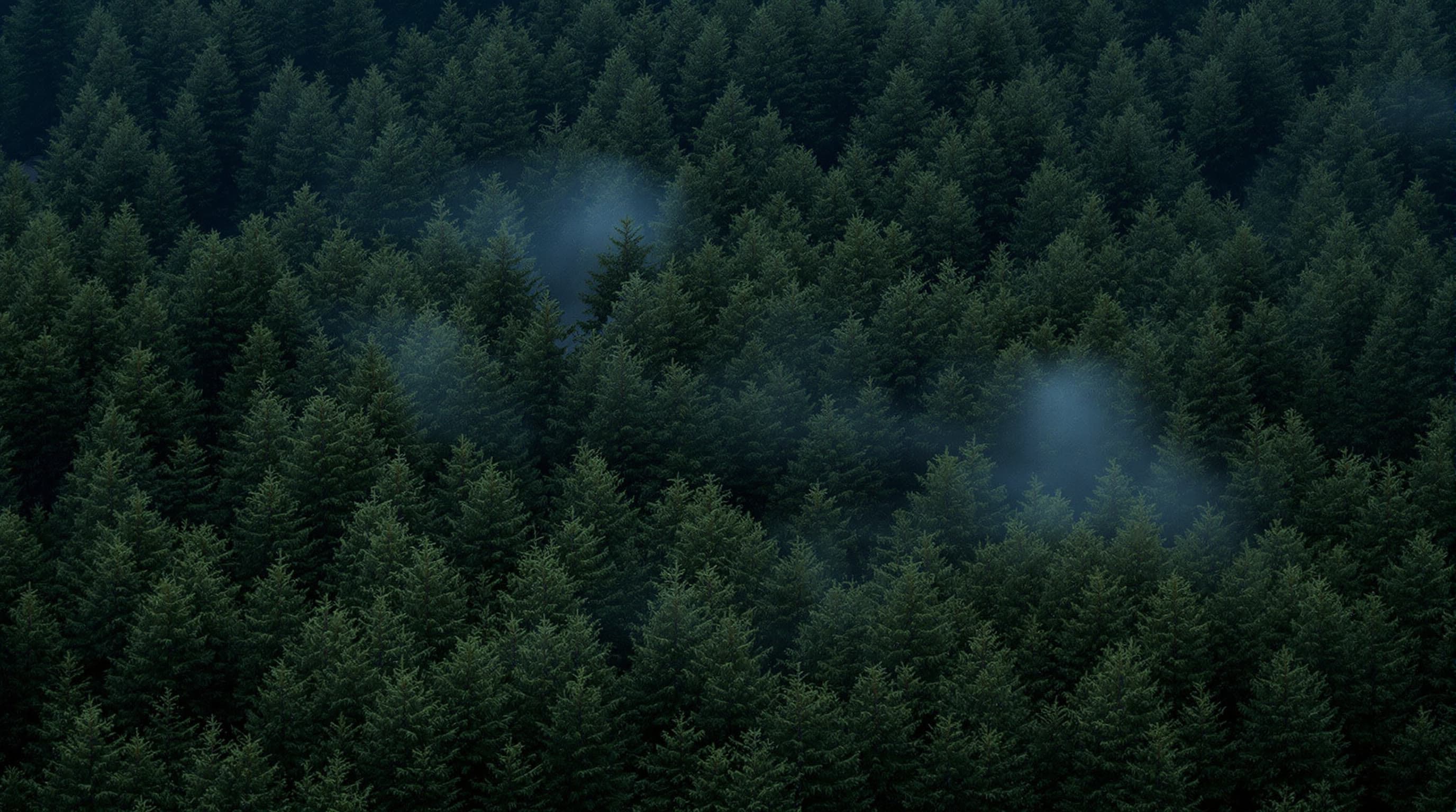 A dense, foggy pine forest, generated by FLUX.1.1 [pro] Ultra