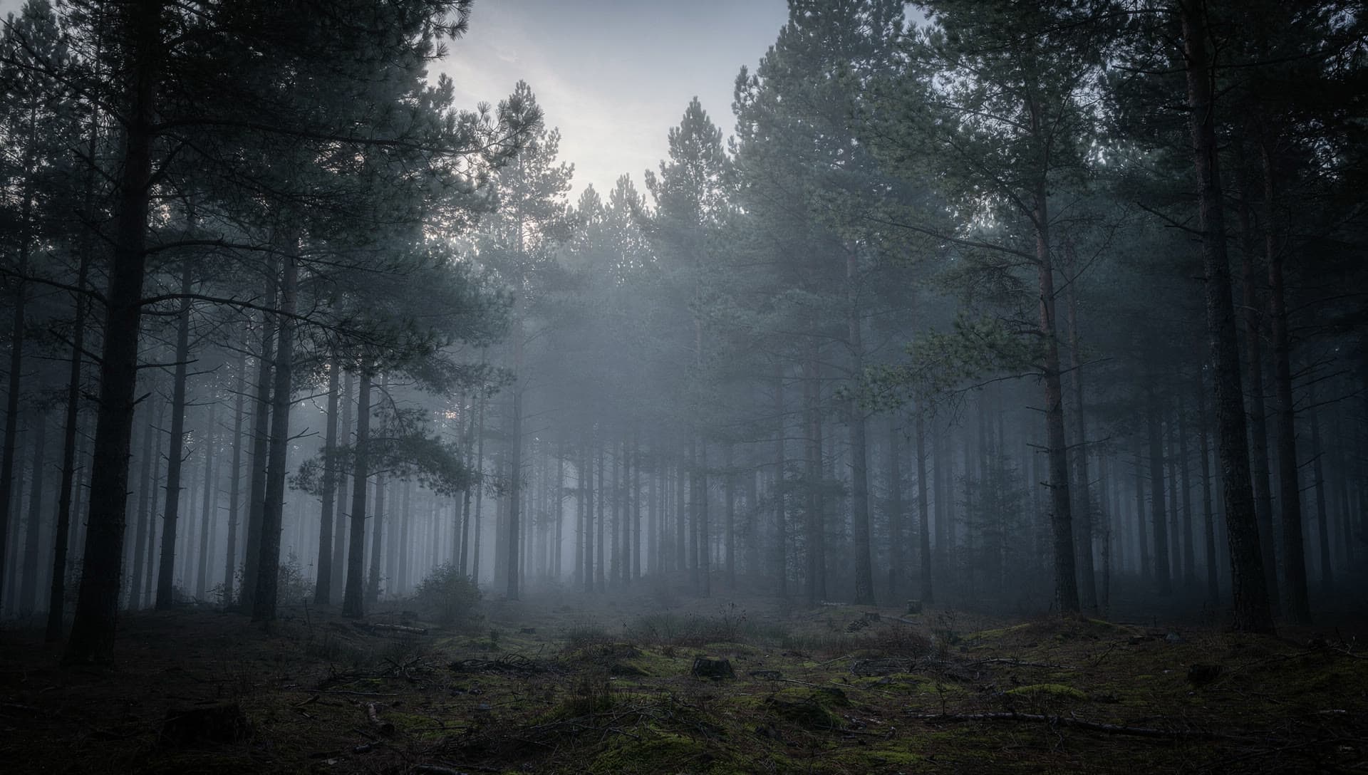 A dense, foggy pine forest, generated by FLUX.2 [pro]