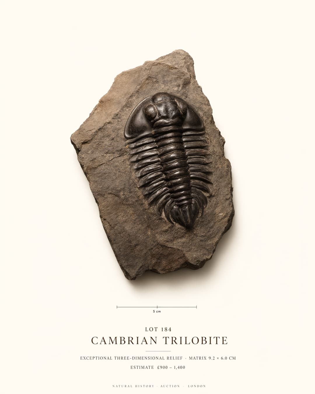 Fossil Auction Catalog Cutout