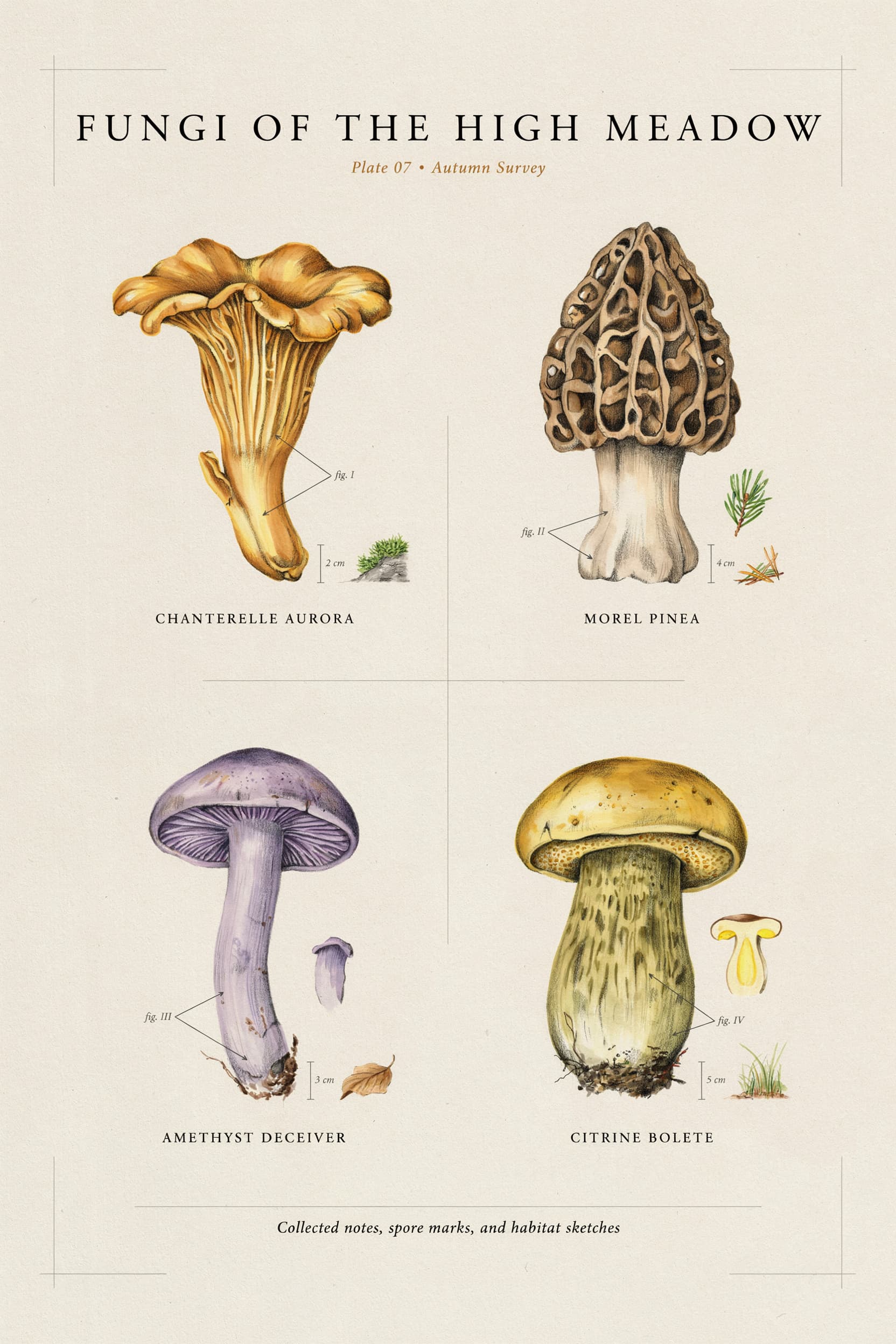 Mushroom Letterpress Field Guide