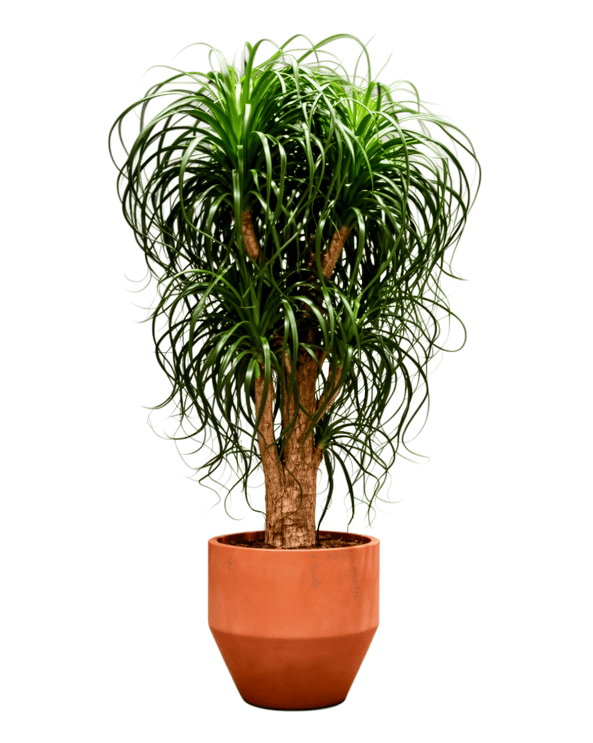 Architectural Planter Catalog Cutout
