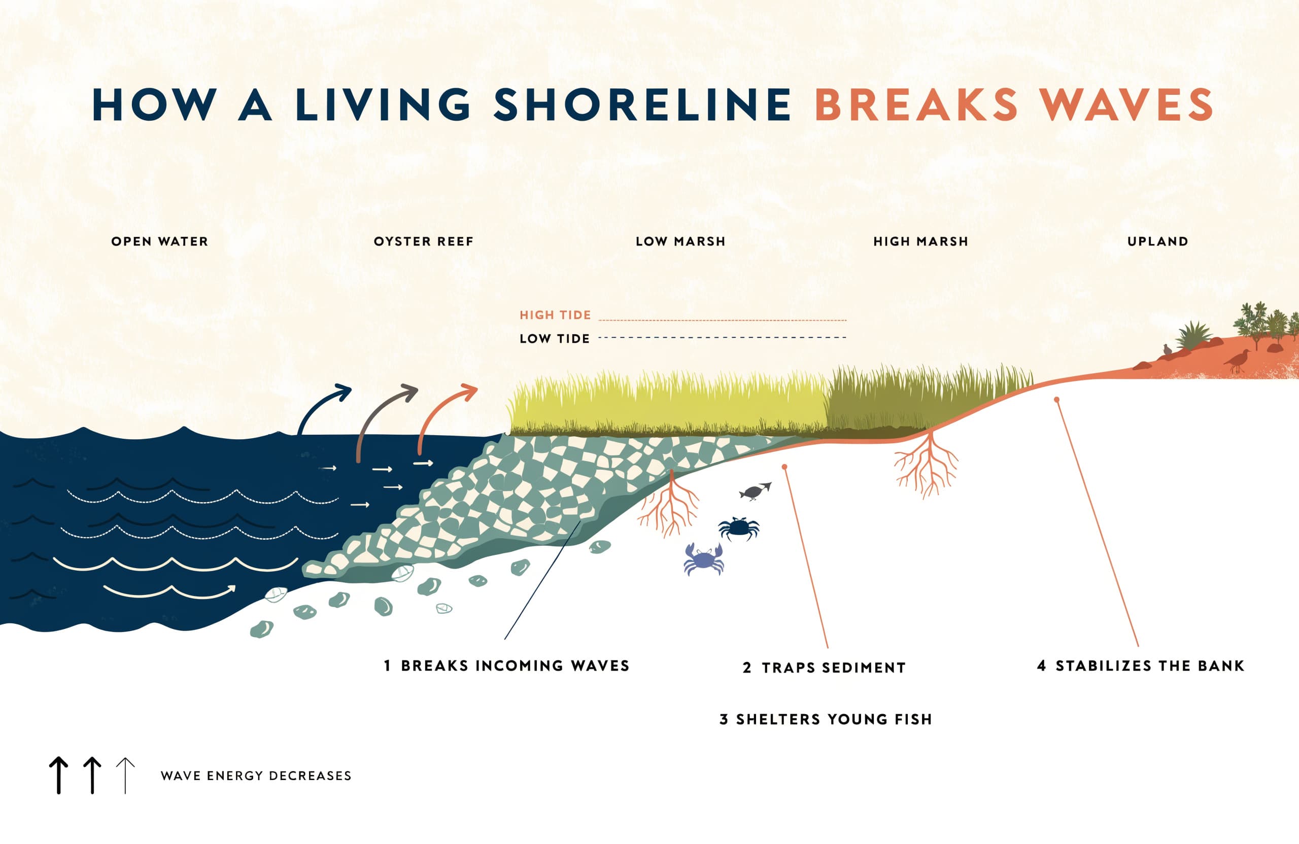 Living Shoreline Storm Buffer Infographic