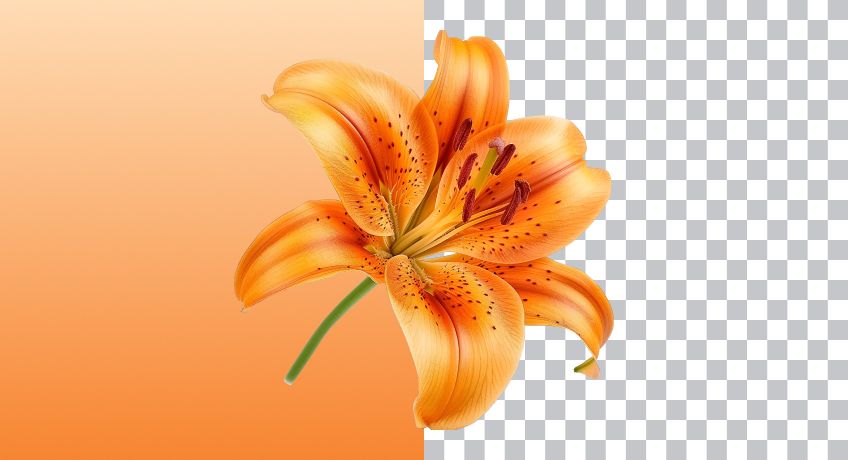 A single orange flower on an orange and white background