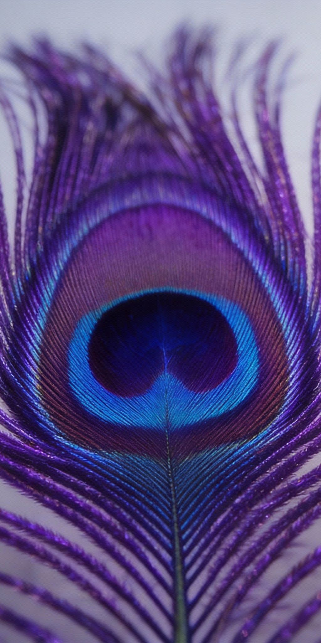 BiRefNet Massive TR DIS5K TR TES