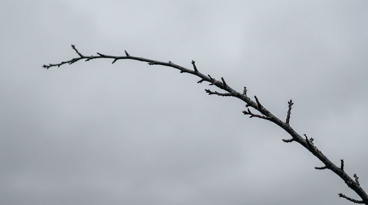 A bare dormant cherry blossom branch arcing diagonally across a soft grey overcast sky