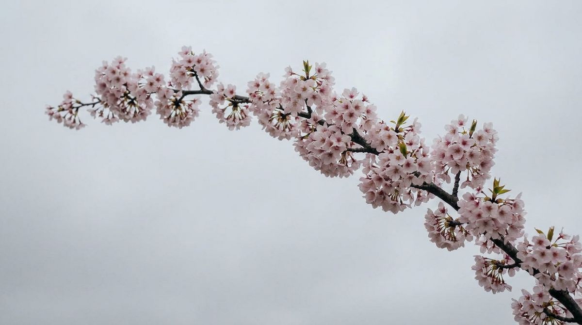 The same cherry blossom branch in full pink bloom against the same grey overcast sky