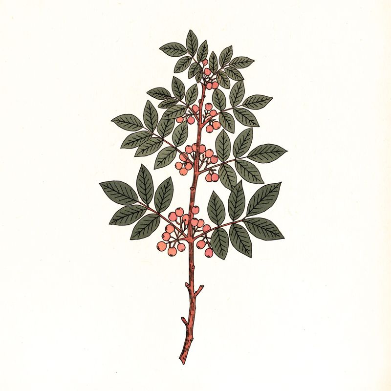 A botanical illustration with terracotta and forest green tones on a cream background