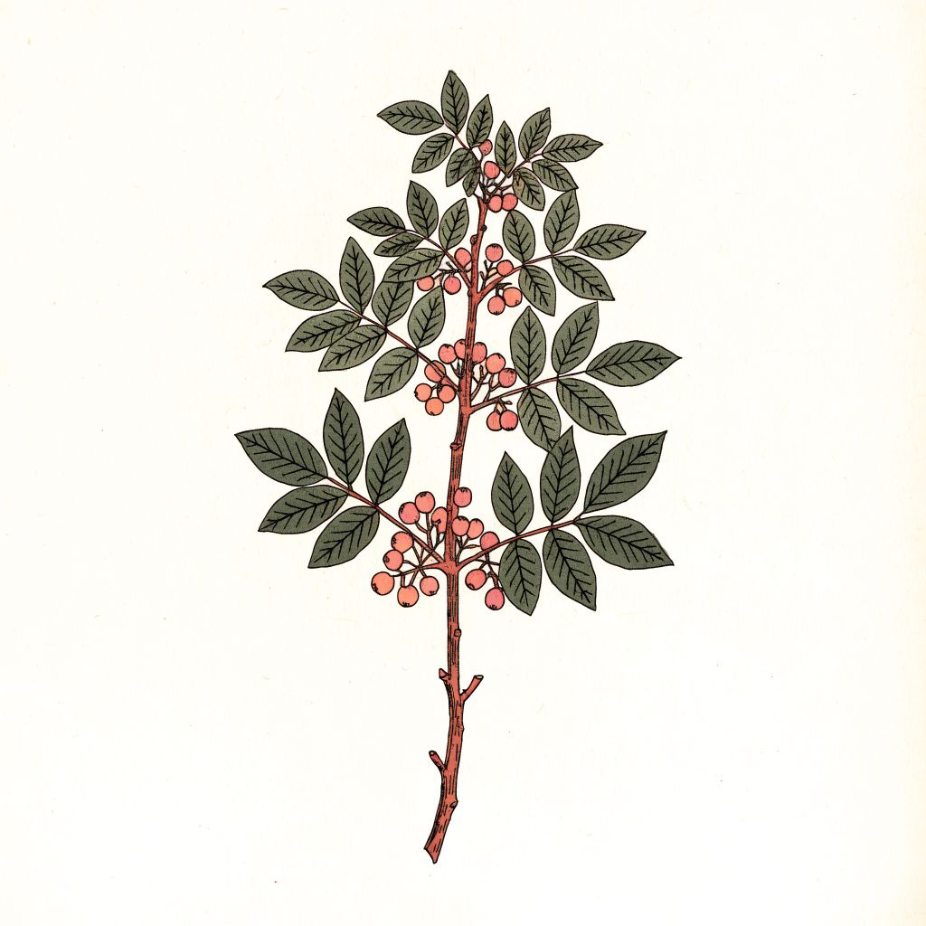 A botanical illustration with terracotta and forest green tones on a cream background