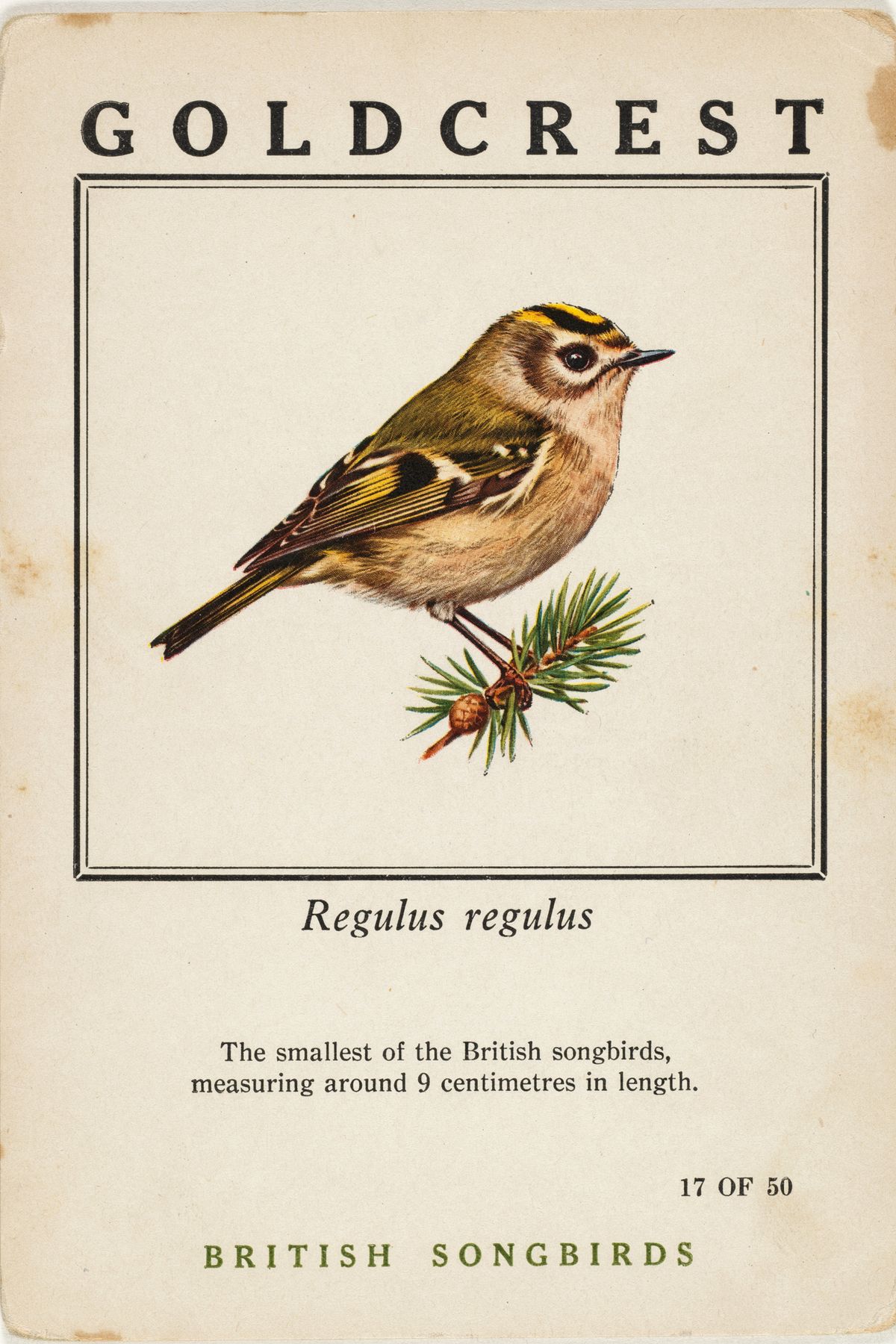 A vintage trading card showing a goldcrest bird on a pine sprig, with the common name across the top and a caption below