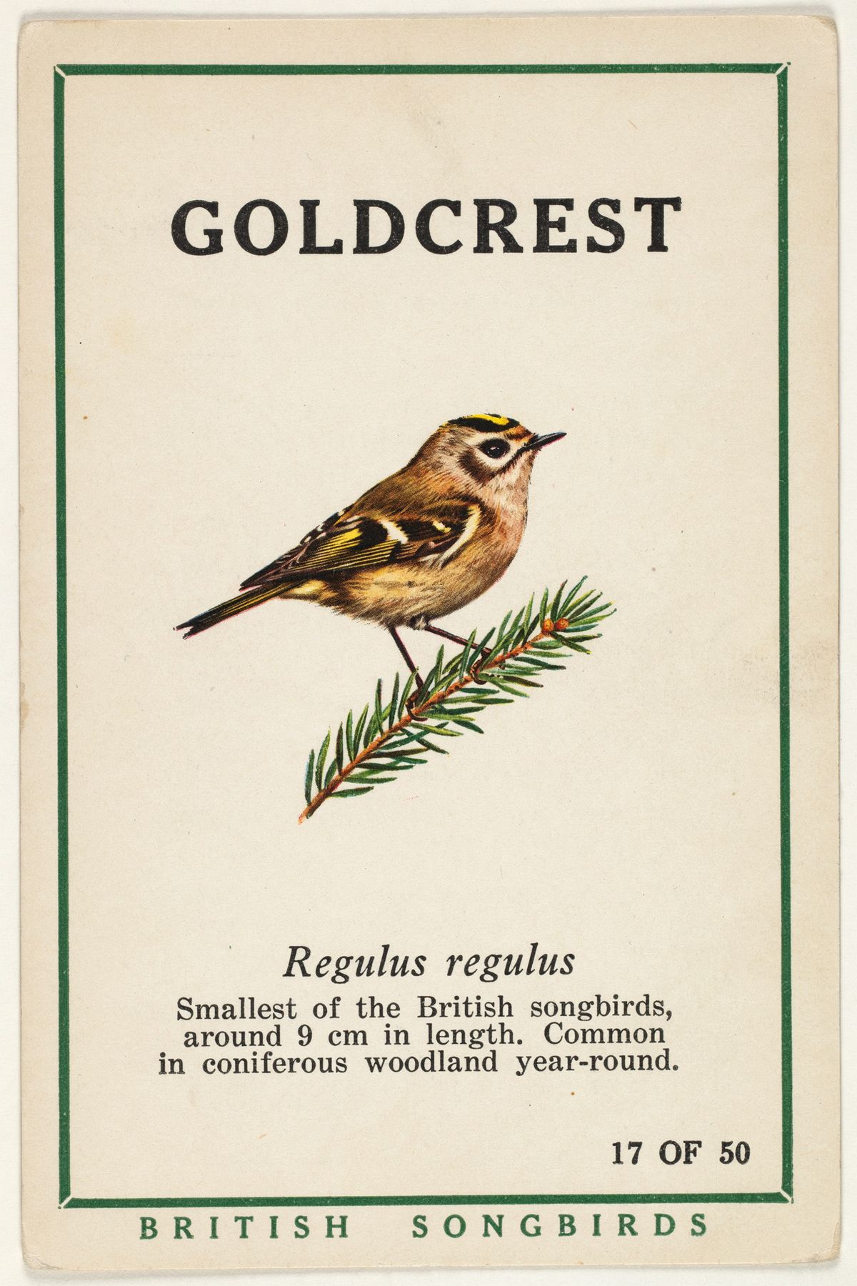 A vintage trading card showing a goldcrest bird on a pine sprig, with crisp typography hierarchy and a clean green border