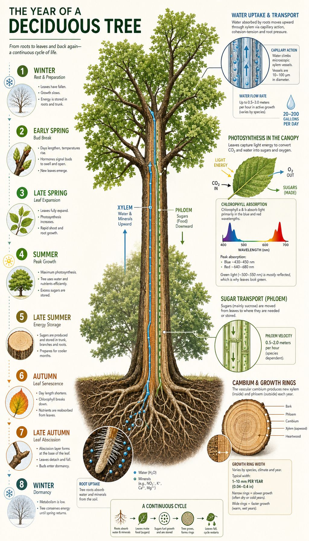 A tall vertical infographic showing how a deciduous tree works across a full year, with a central tree cross-section and labeled cutaway diagrams covering root uptake, xylem transport, photosynthesis, phloem sugar transport, cambium growth rings, and seasonal changes from bud break to leaf drop