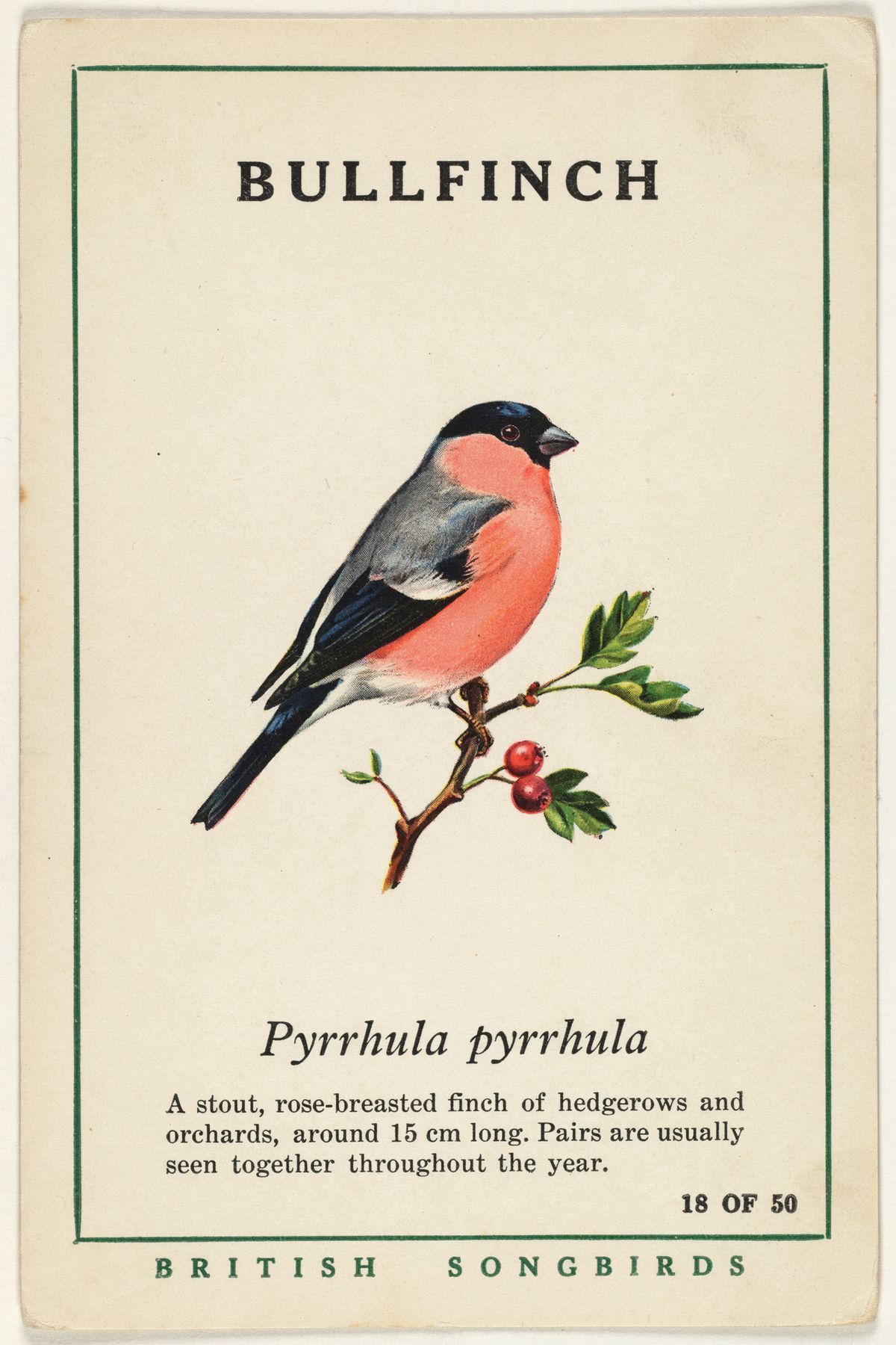 A vintage trading card showing a bullfinch with a black cap and rose-pink breast on a hawthorn branch, in the same cream cardstock and green border as the goldcrest card, but with the common name 'BULLFINCH', Latin name 'Pyrrhula pyrrhula', a different field-guide caption, and the card number incremented to '18 OF 50'