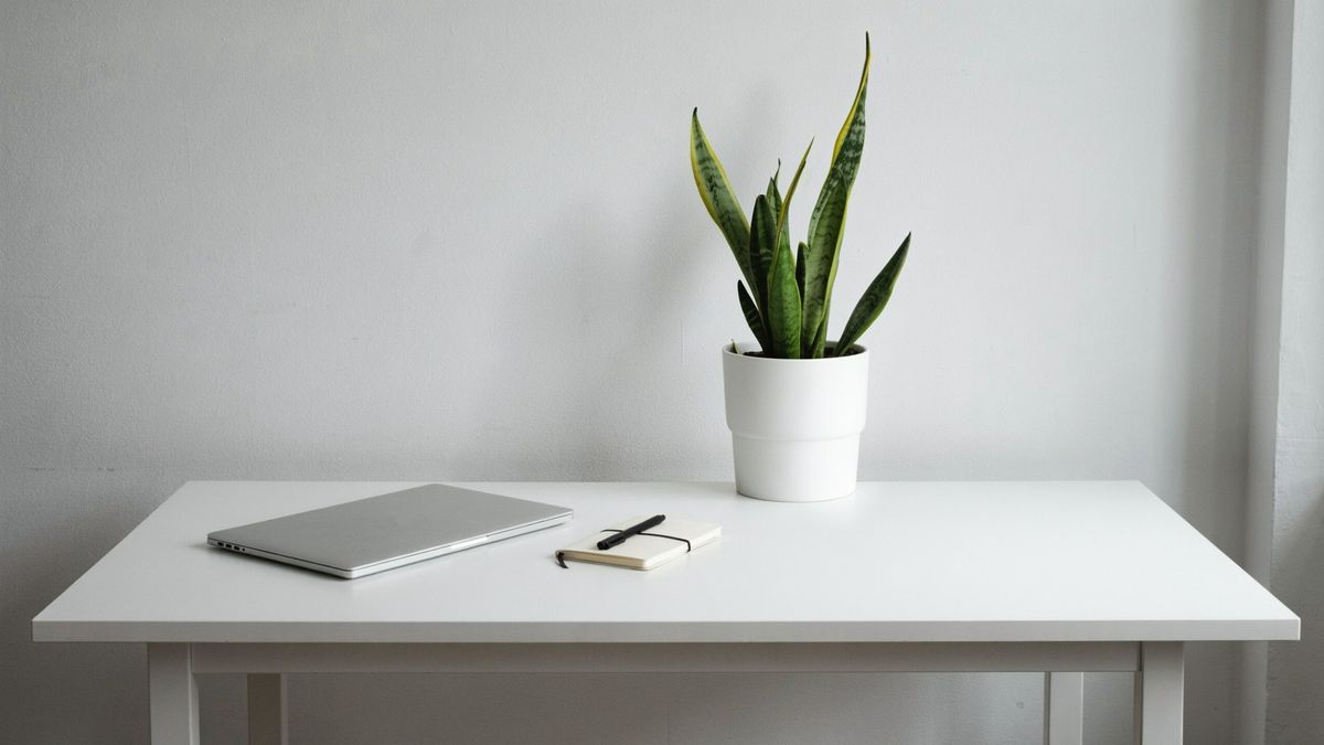 The same desk with a potted snake plant standing just right of the notebook