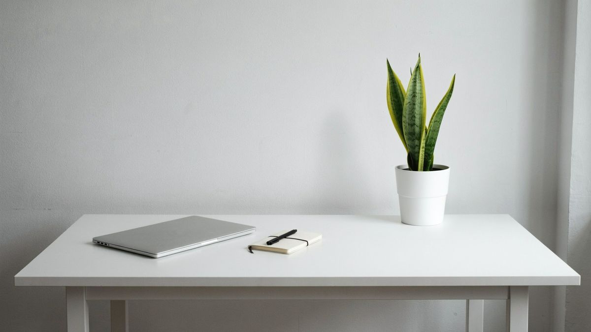 The desk with a potted snake plant on its right side, the pot filling the small square and the leaves rising well above it