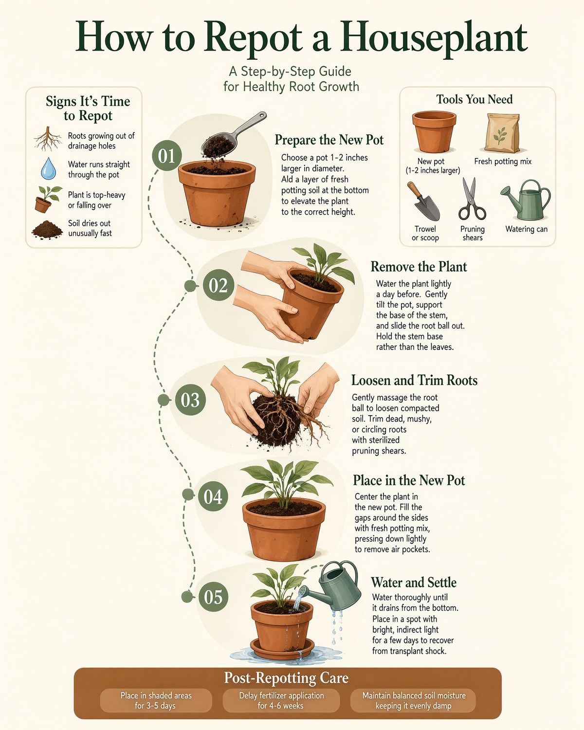 An infographic titled How to Repot a Houseplant with five numbered illustrated steps, a Signs It's Time to Repot panel, a Tools You Need panel, and a Post-Repotting Care strip