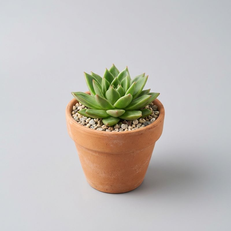 Product photograph of a small terracotta clay pot containing a rosette-style green succulent with thick fleshy leaves, on a plain pale grey background