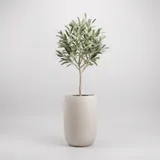 A tall matte white ceramic planter holding a small olive tree on a light gray studio floor