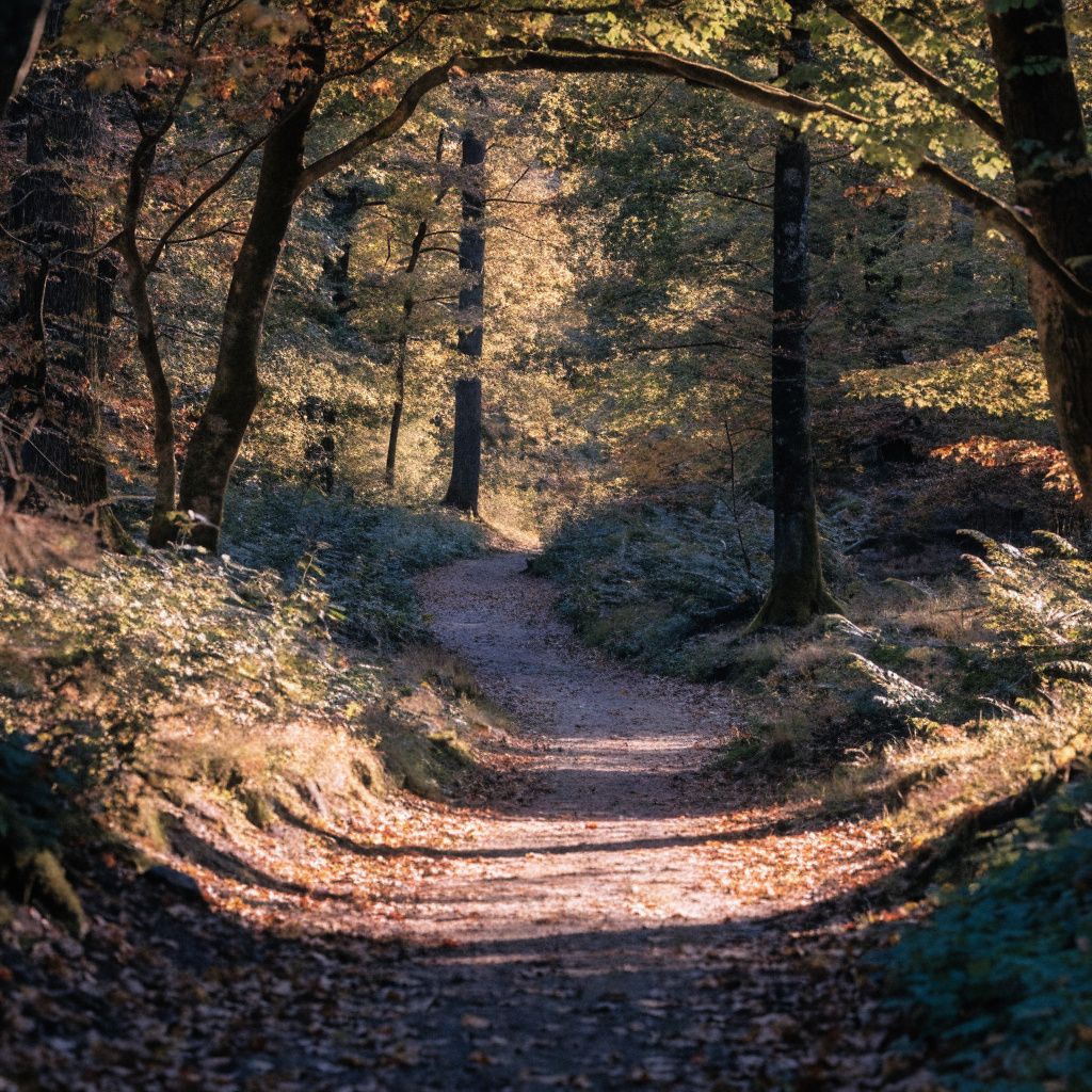 An autumn forest path with fallen leaves and fog between the trees
