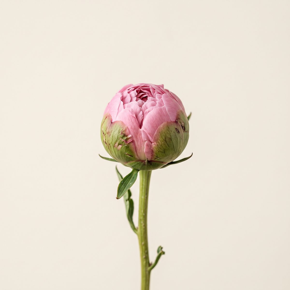 A single closed pink peony bud on a slender stem against a cream background