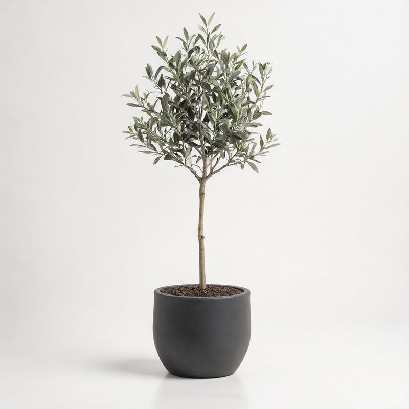 A small olive tree in a round matte charcoal planter on white